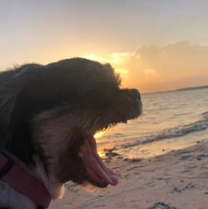 Meet your Posher, Tara